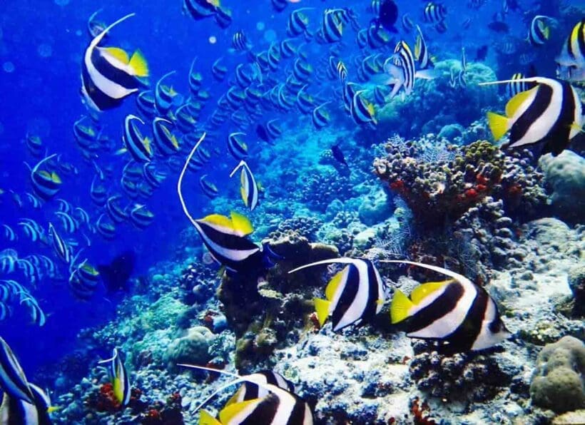 Dive & Sail Ellaidhoo