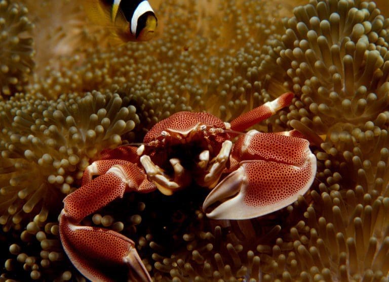 Octopus Diver Praslin Orca