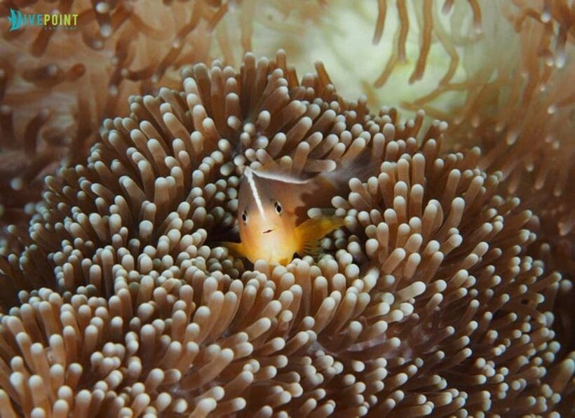 Dive Point Zanzibar