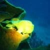 IGangga Divers Gangga Island