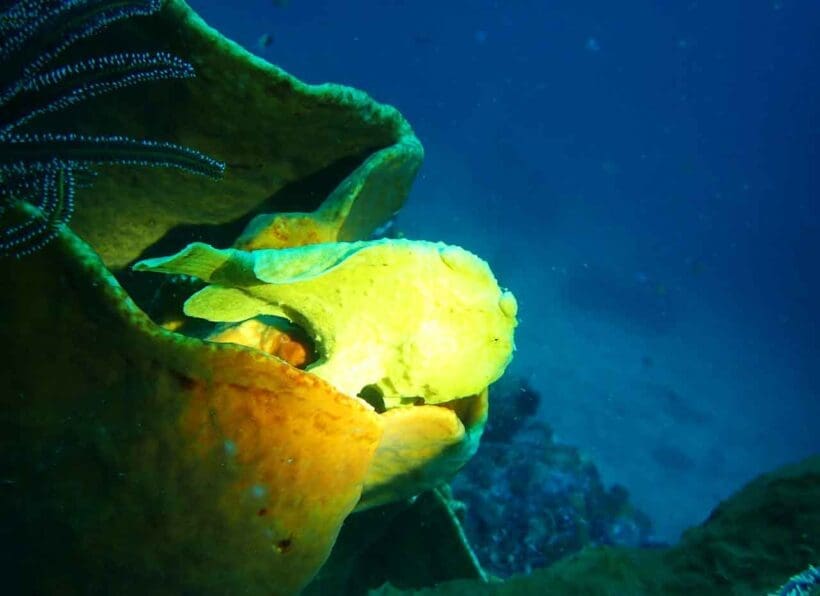 IGangga Divers Gangga Island