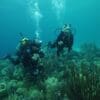 Bahia Divers