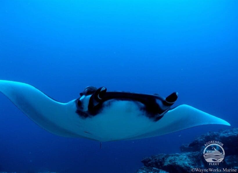 Okeanos Aggressor I