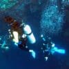 Ducks Diving Romblon