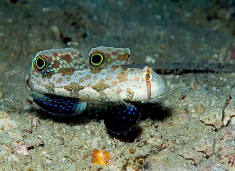 Sangat Dive Center