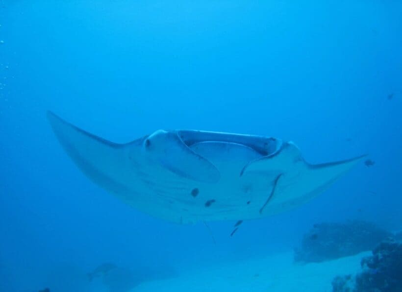 Splash Dive Center Palau Pacific Resort