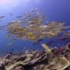Splash Dive Center Palau Pacific Resort