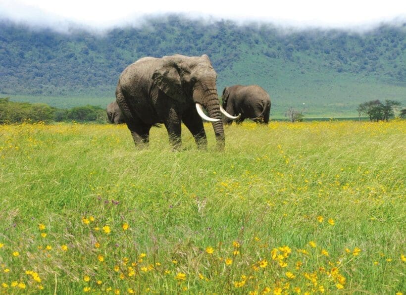 Naturwunder Tansanias_Ngorongoro Krater