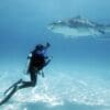 Bahamas Aggressor
