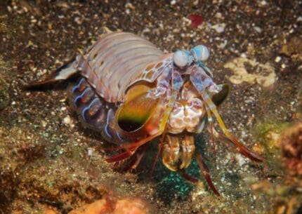 Celebes Divers