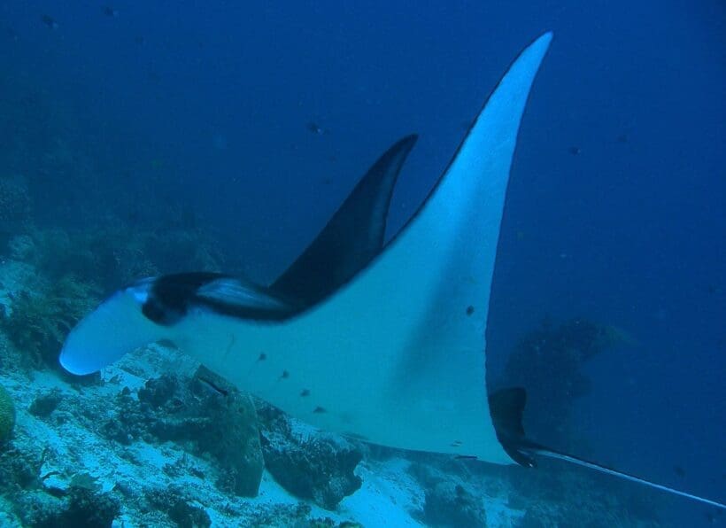 Extra Divers Nabucco Island