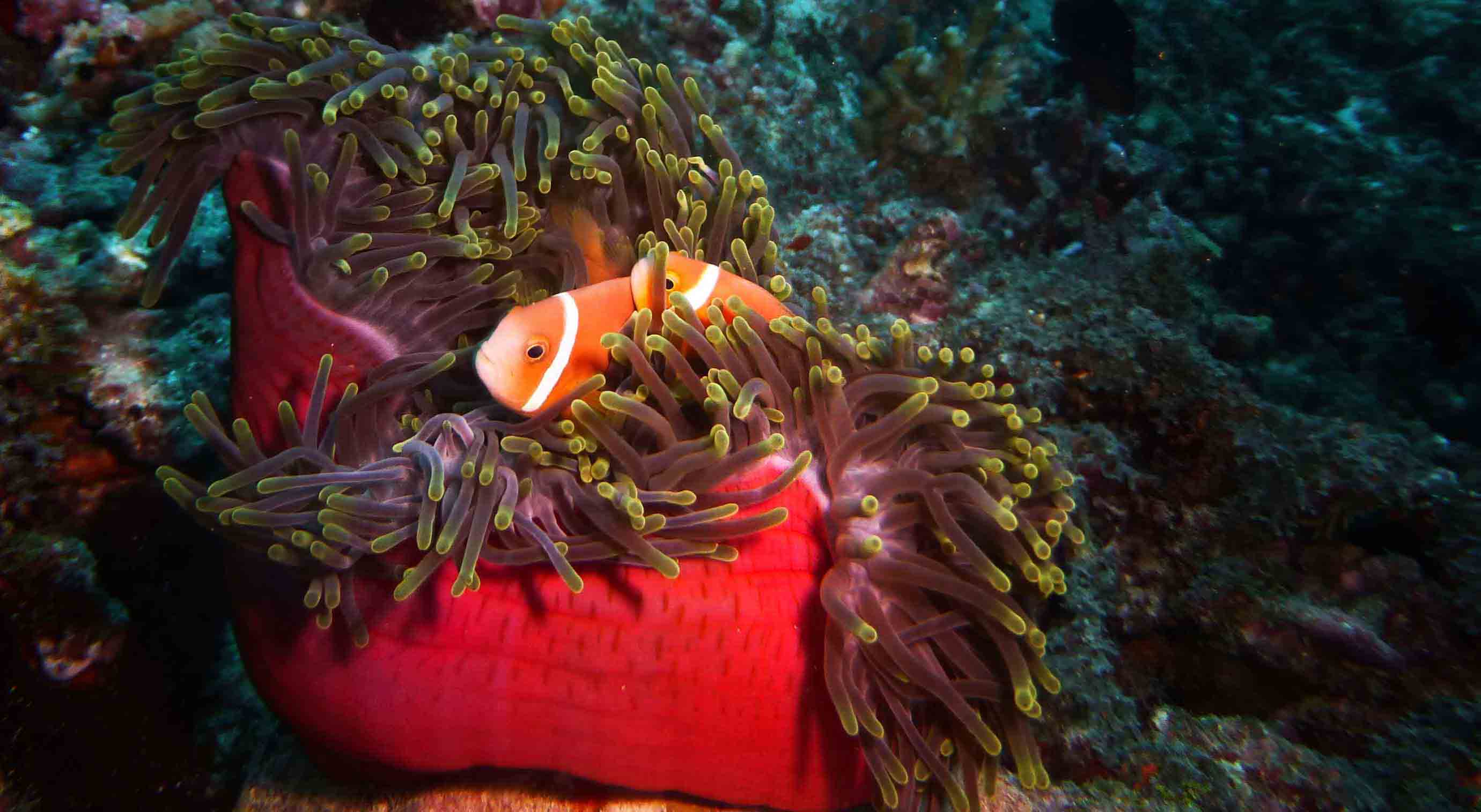 Clownfisch in roter Anemone auf den Malediven