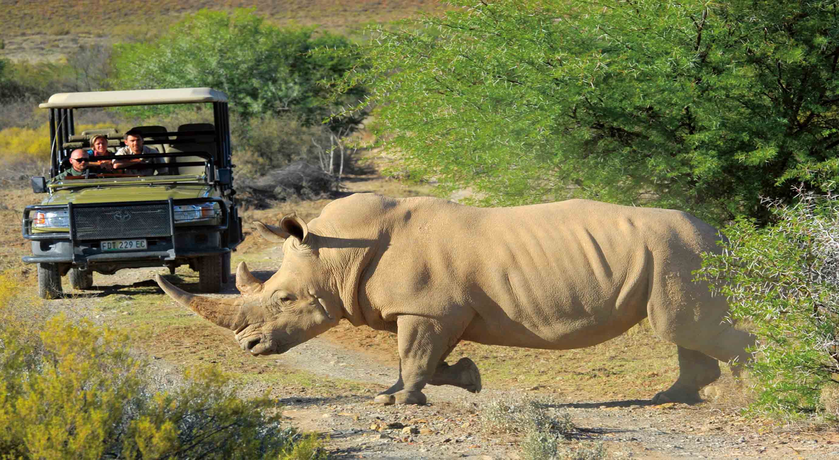 Nashorn_Game-Drive_klein