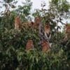 Orang-Utan Tour