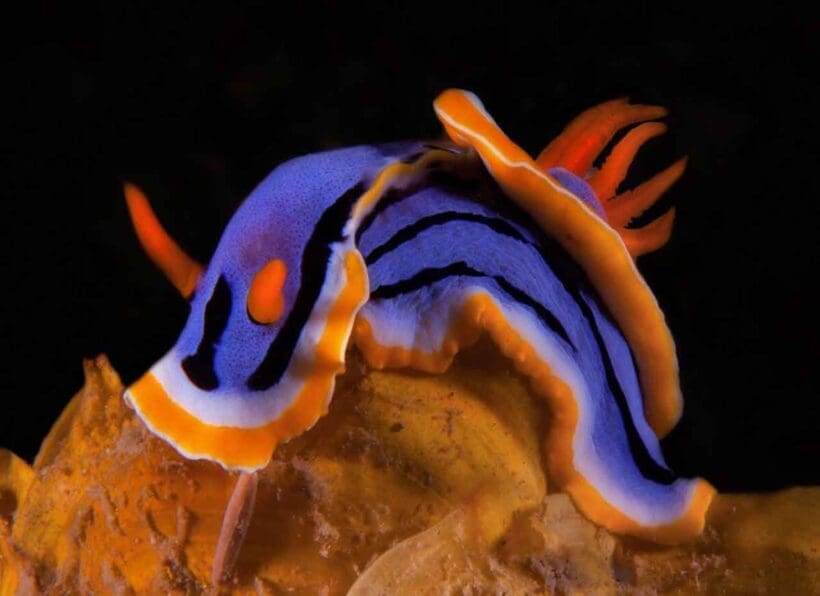 Asia Divers Prachtschnecke
