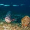 ORCA Dive Club Sardinien