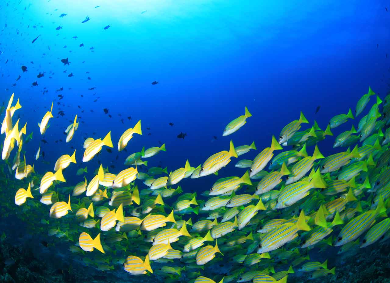 Mirihi Ocean Pro Diving gelber Fischschwarm