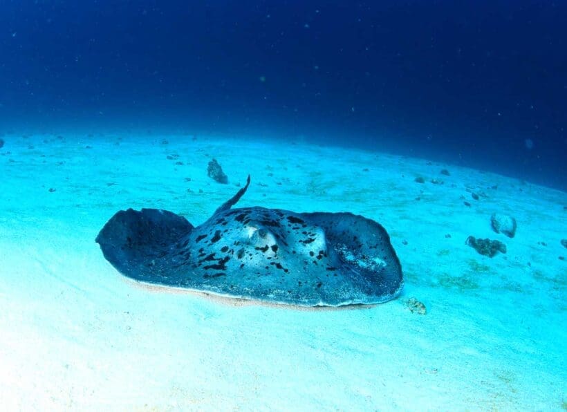 Mirihi Ocean Pro Diving Rochen am Grund