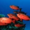 Mirihi Ocean Pro Diving Fische orange
