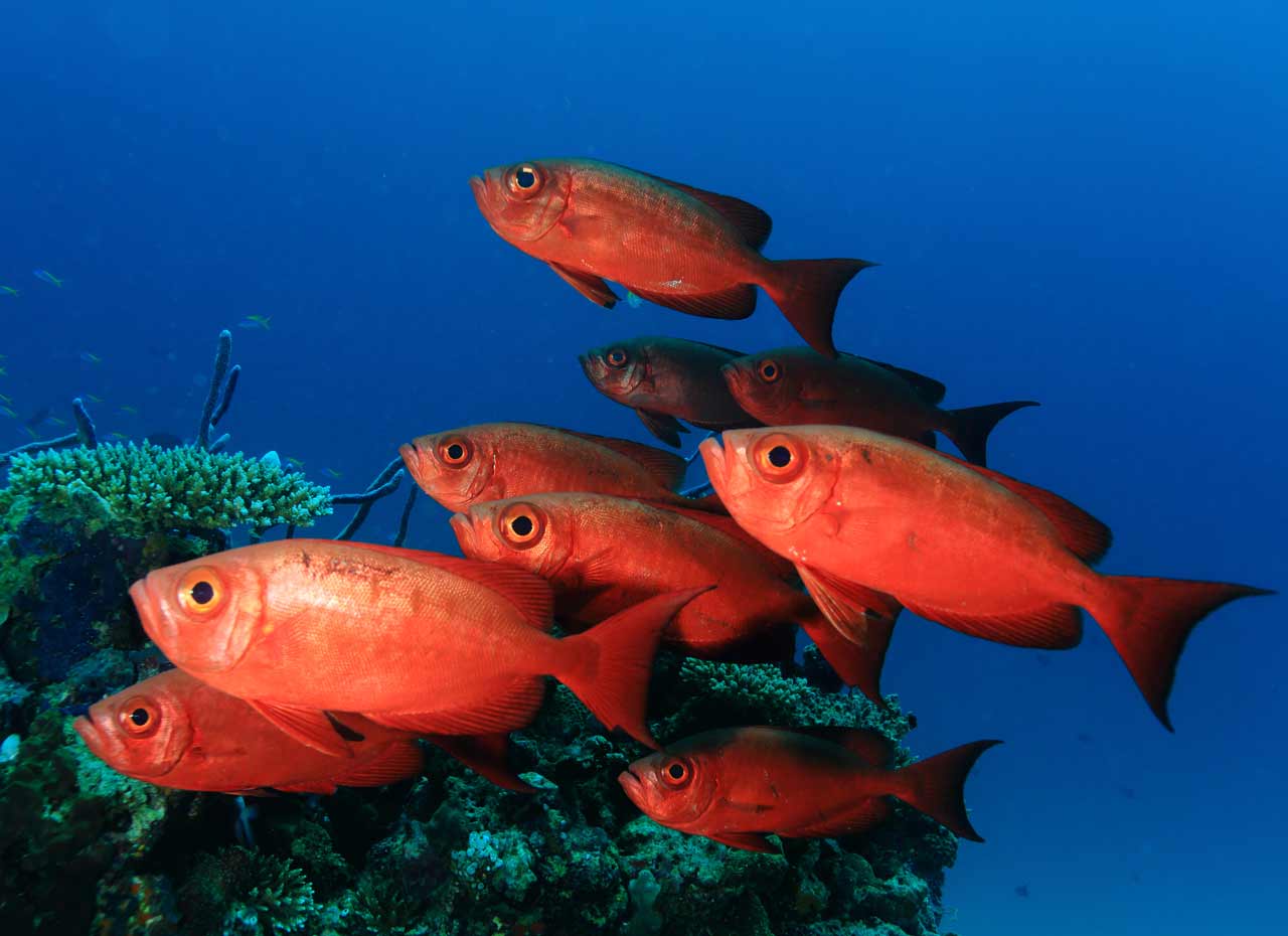 Mirihi Ocean Pro Diving Fische orange