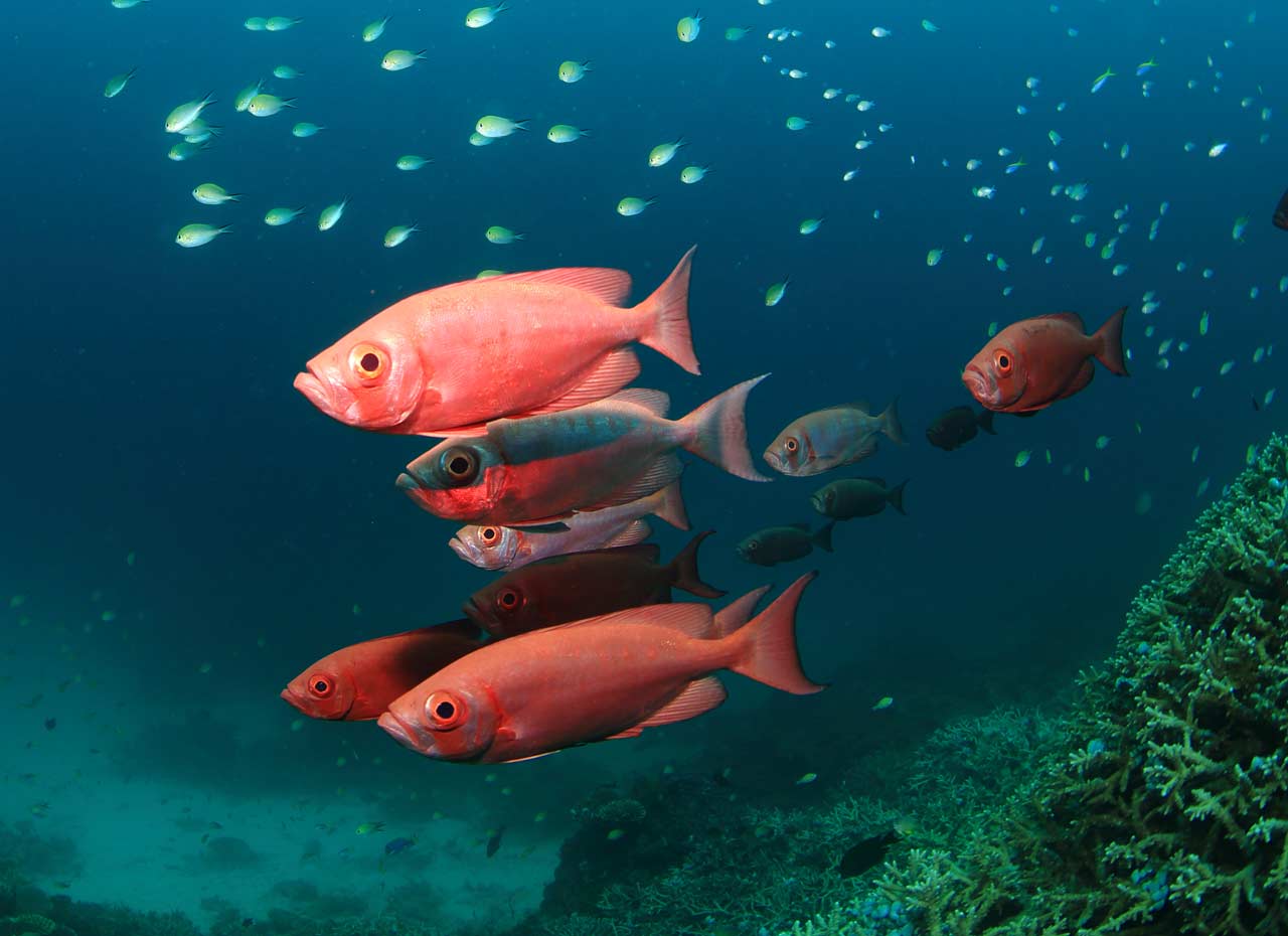 Mirihi Ocean Pro Diving Fische orange mit kleinen türkisfarbenen