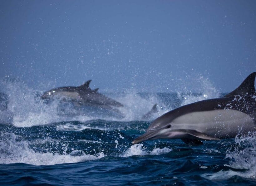 MT_MY-Oman-Explorer_Delfine ©Extra Divers Worldwide
