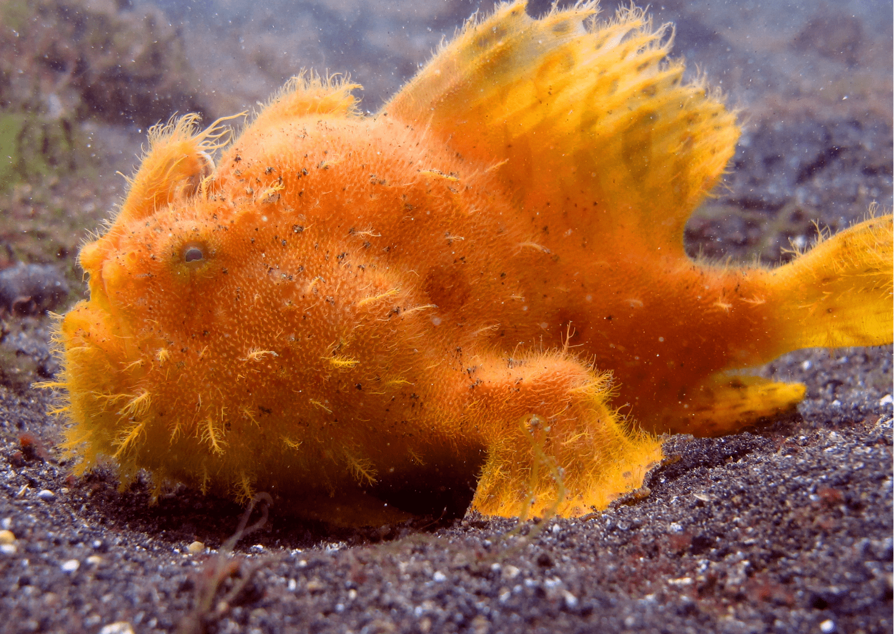 Frogfish