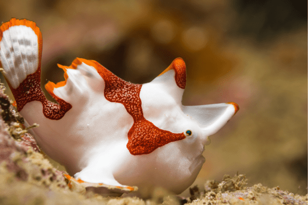 Frogfish