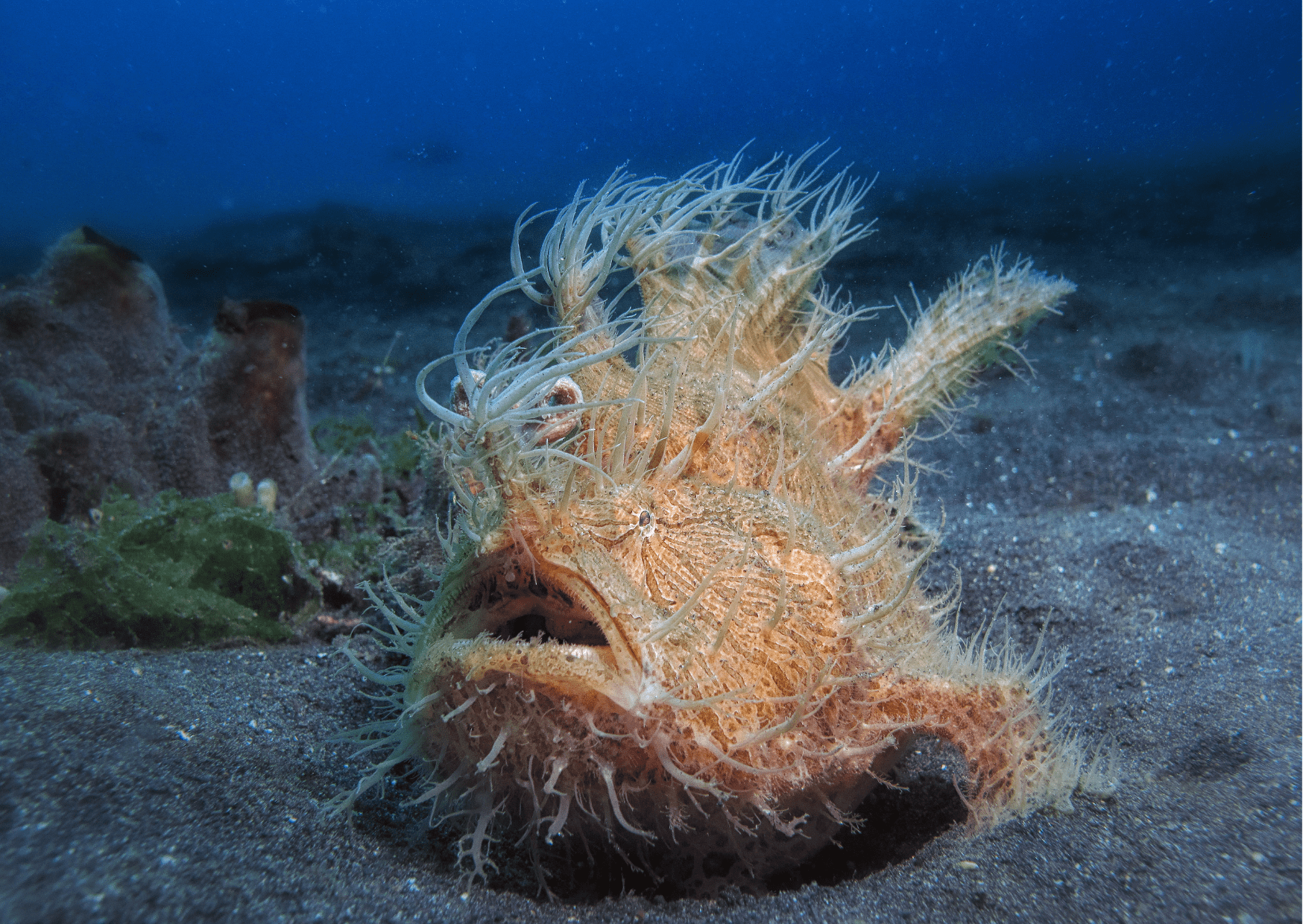 Frogfish