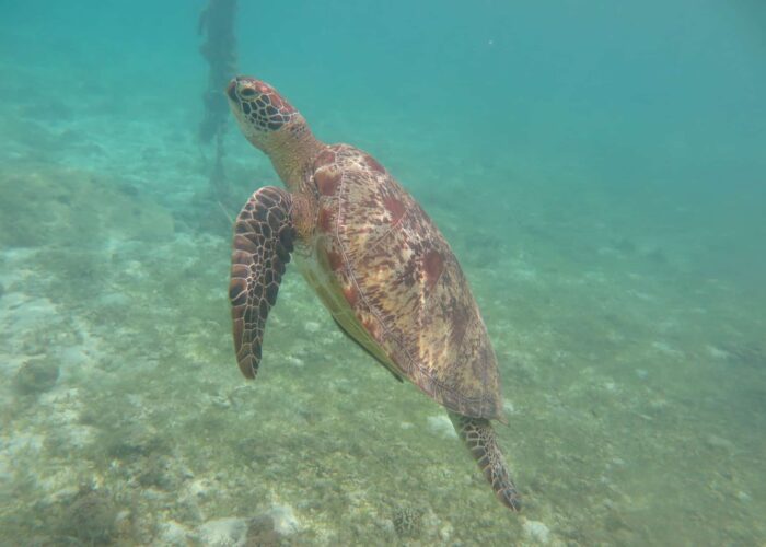 Schildkröte Schildkröte, Tauchen, Unterwasser, Reisebericht Philippinen, gute Sicht